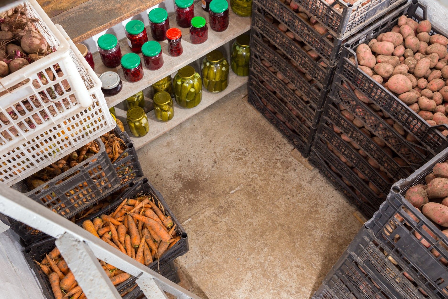 Basement Vegetables